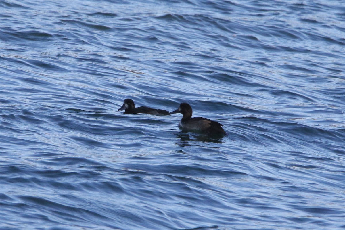 Fuligule milouinan - ML646768803