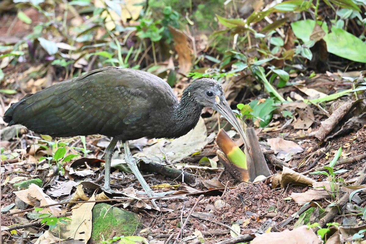 Ibis vert - ML646768805