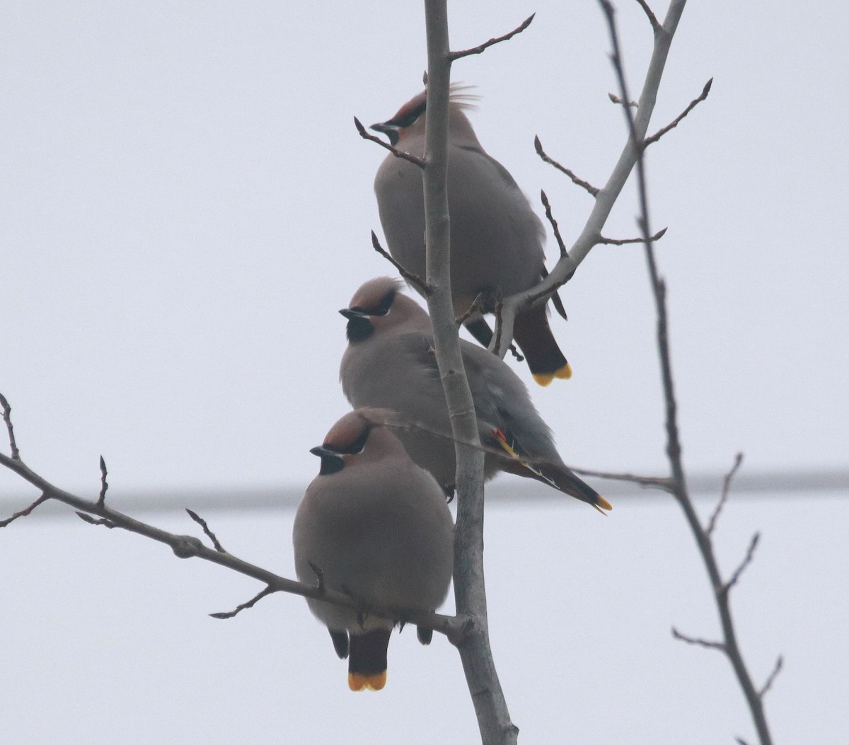 Jaseur boréal - ML646768809