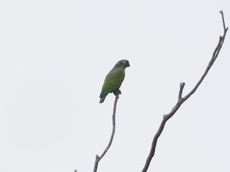 skjellhodepapegøye - ML646768810