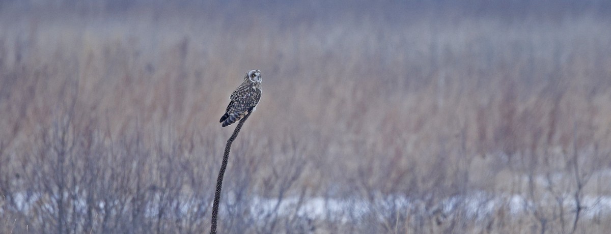 Zingira-hontza - ML646768811