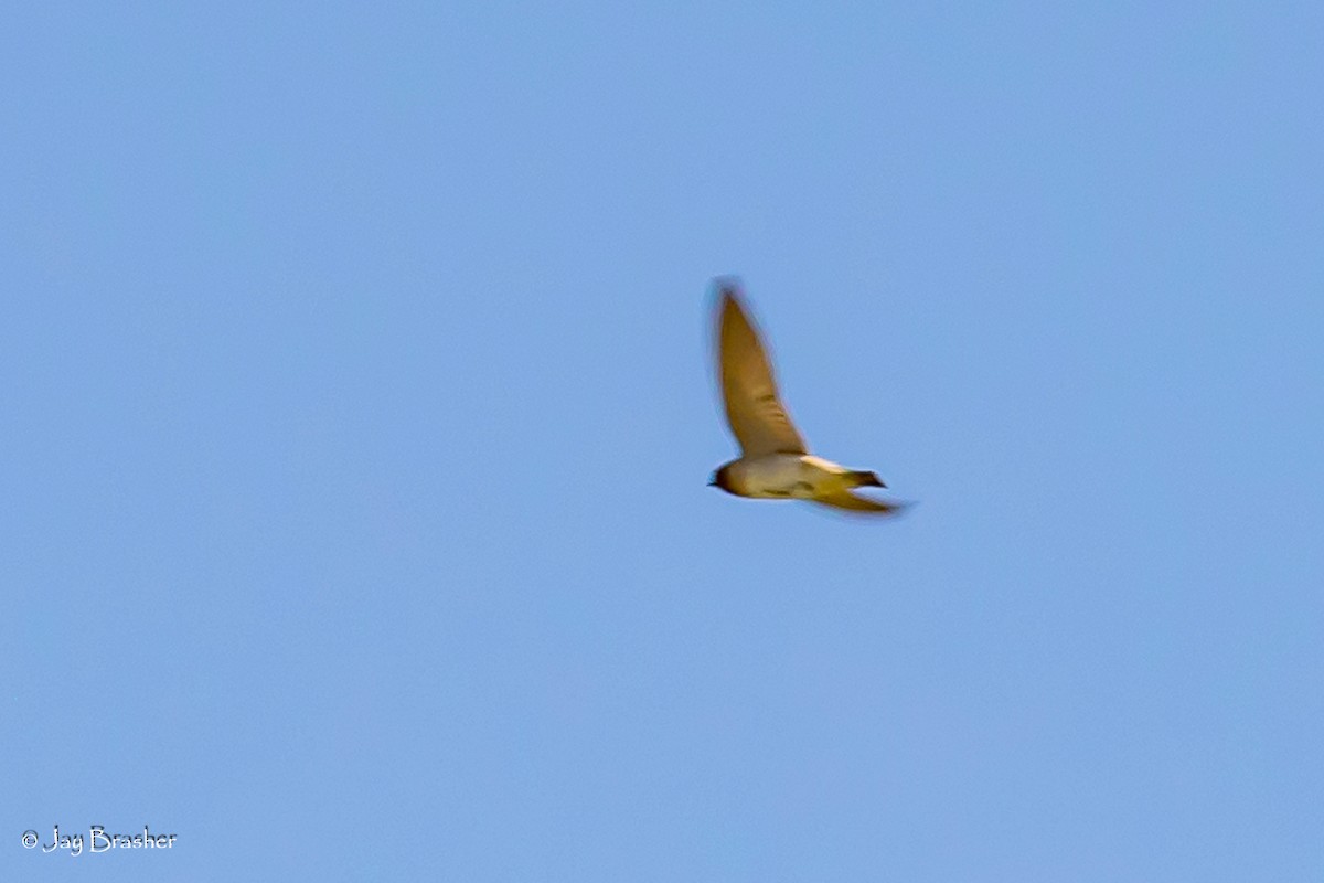 Hirondelle à front blanc - ML646768814