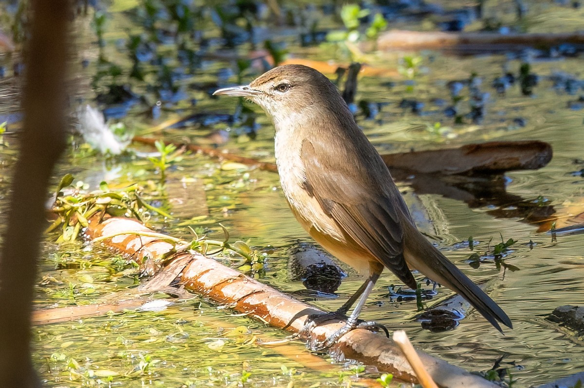 Австралийская камышовка - ML646768815