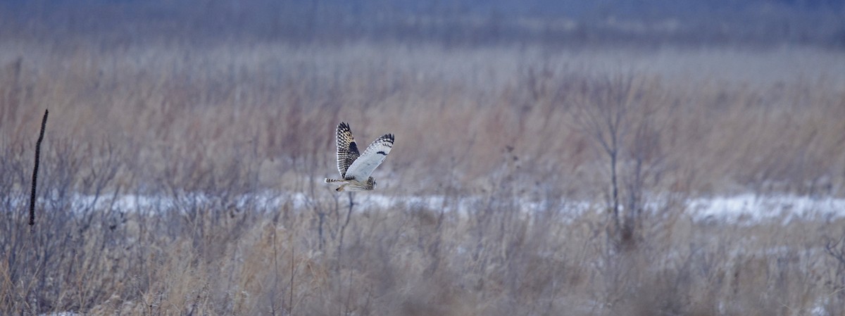 Zingira-hontza - ML646768820