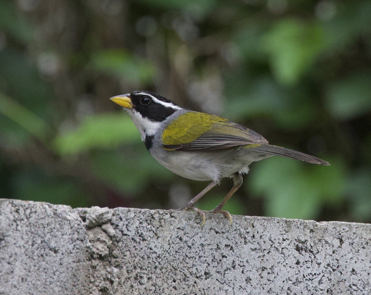 moseryggspurv - ML646768821