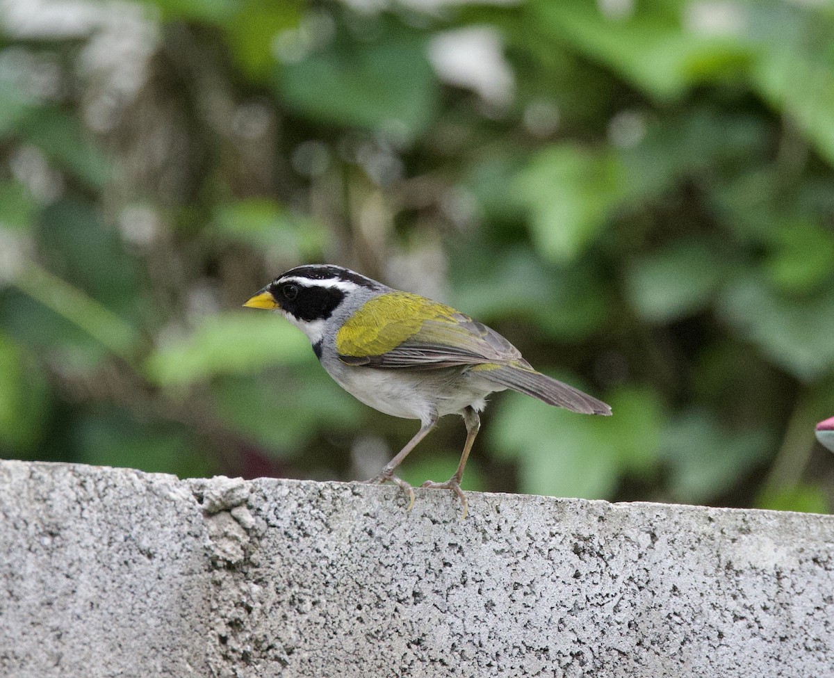 moseryggspurv - ML646768825