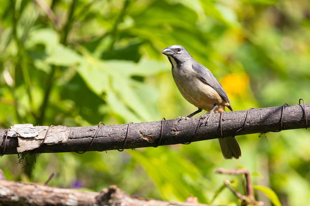 Saltator de Cabanis - ML646768828