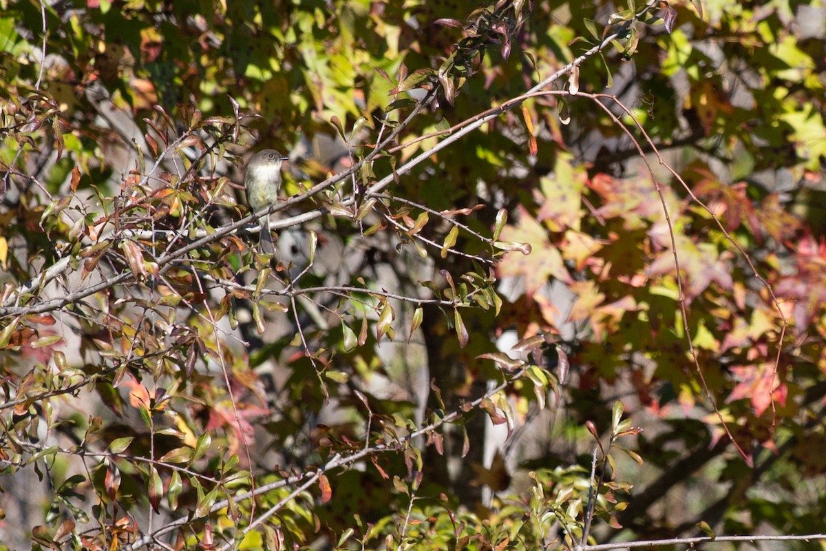 Weißbauch-Phoebetyrann - ML646768830