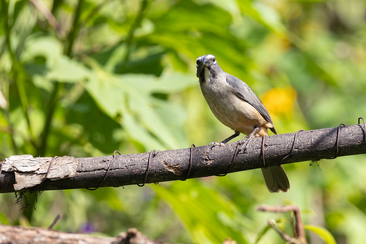 Saltator de Cabanis - ML646768831