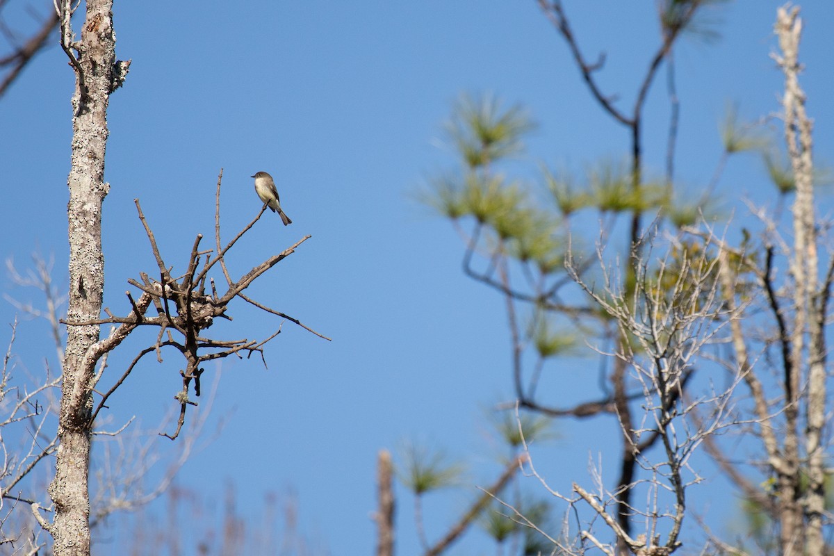 Weißbauch-Phoebetyrann - ML646768832