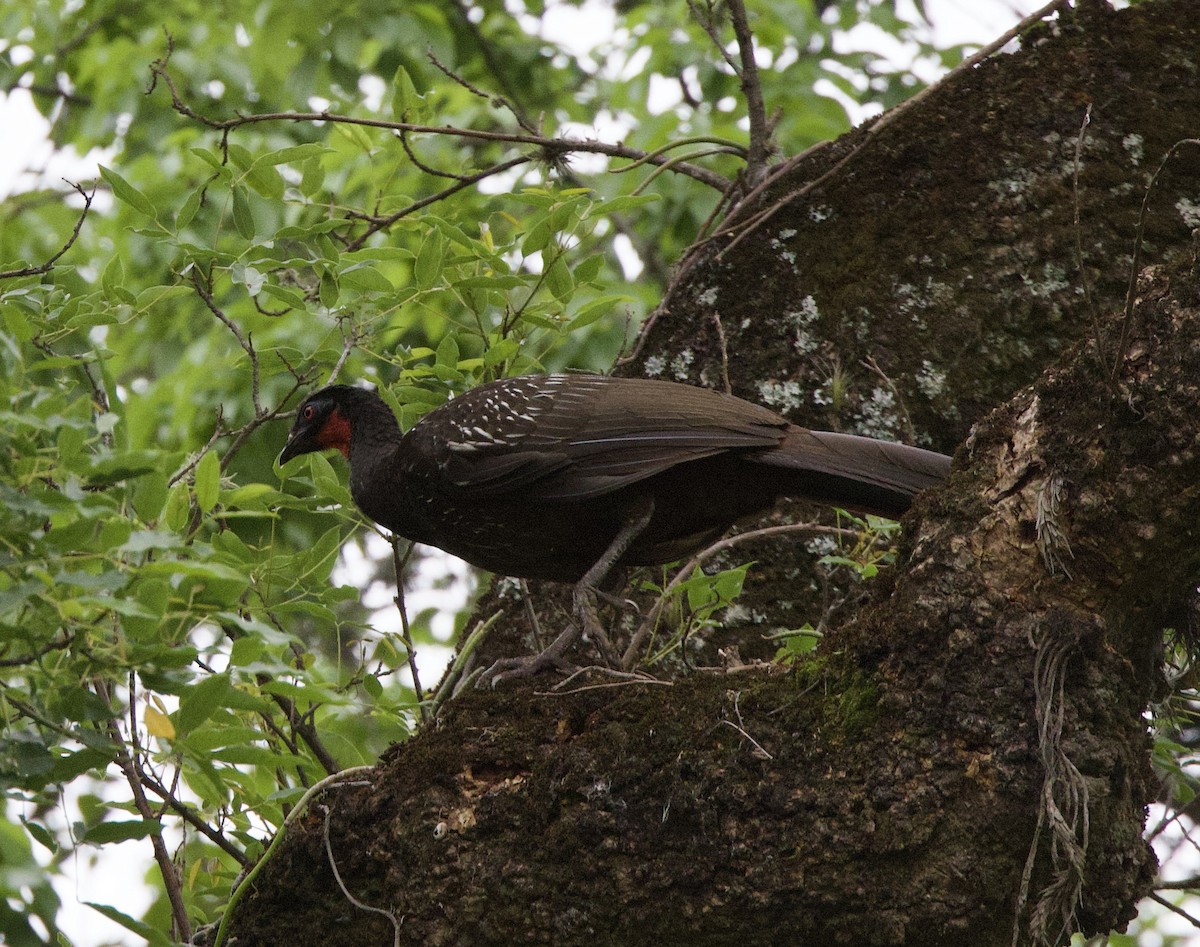 yungashokko - ML646768834