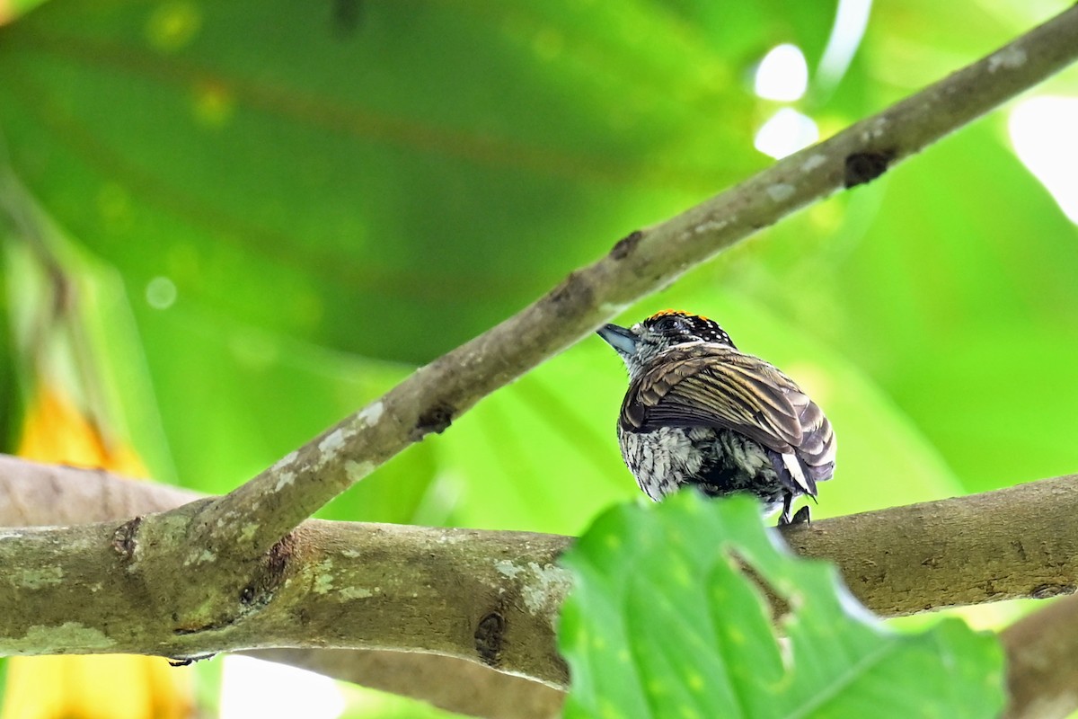 Picumne squamulé - ML646768835