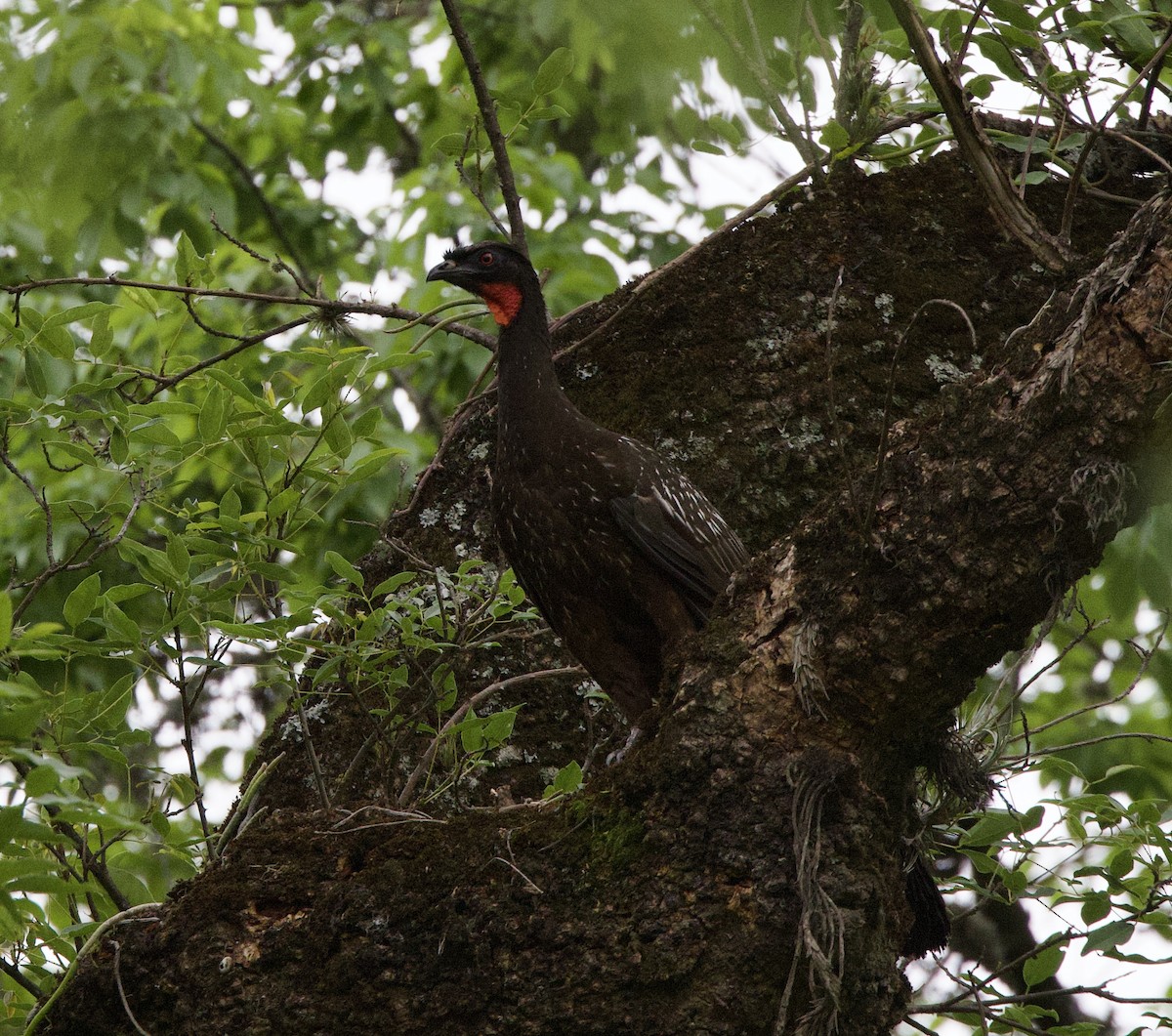 yungashokko - ML646768836