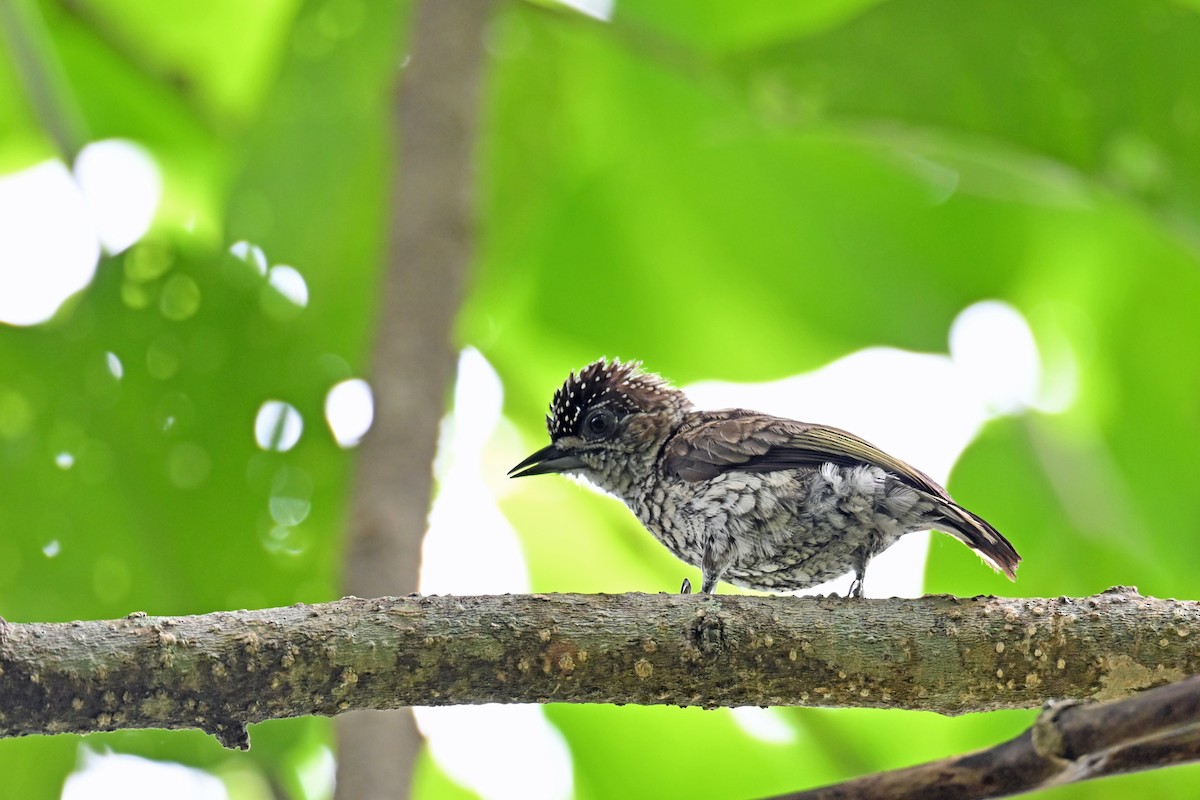 Picumne squamulé - ML646768837