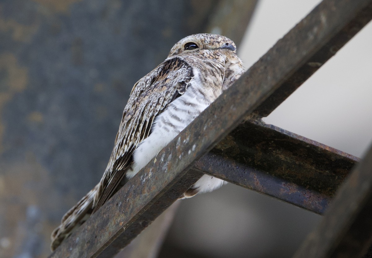 Engoulevent sable - ML646768839