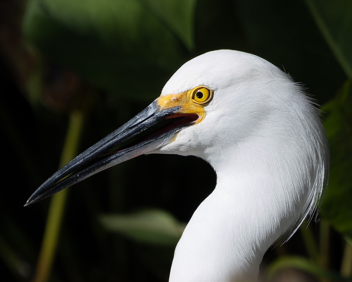 snøhegre - ML646768840