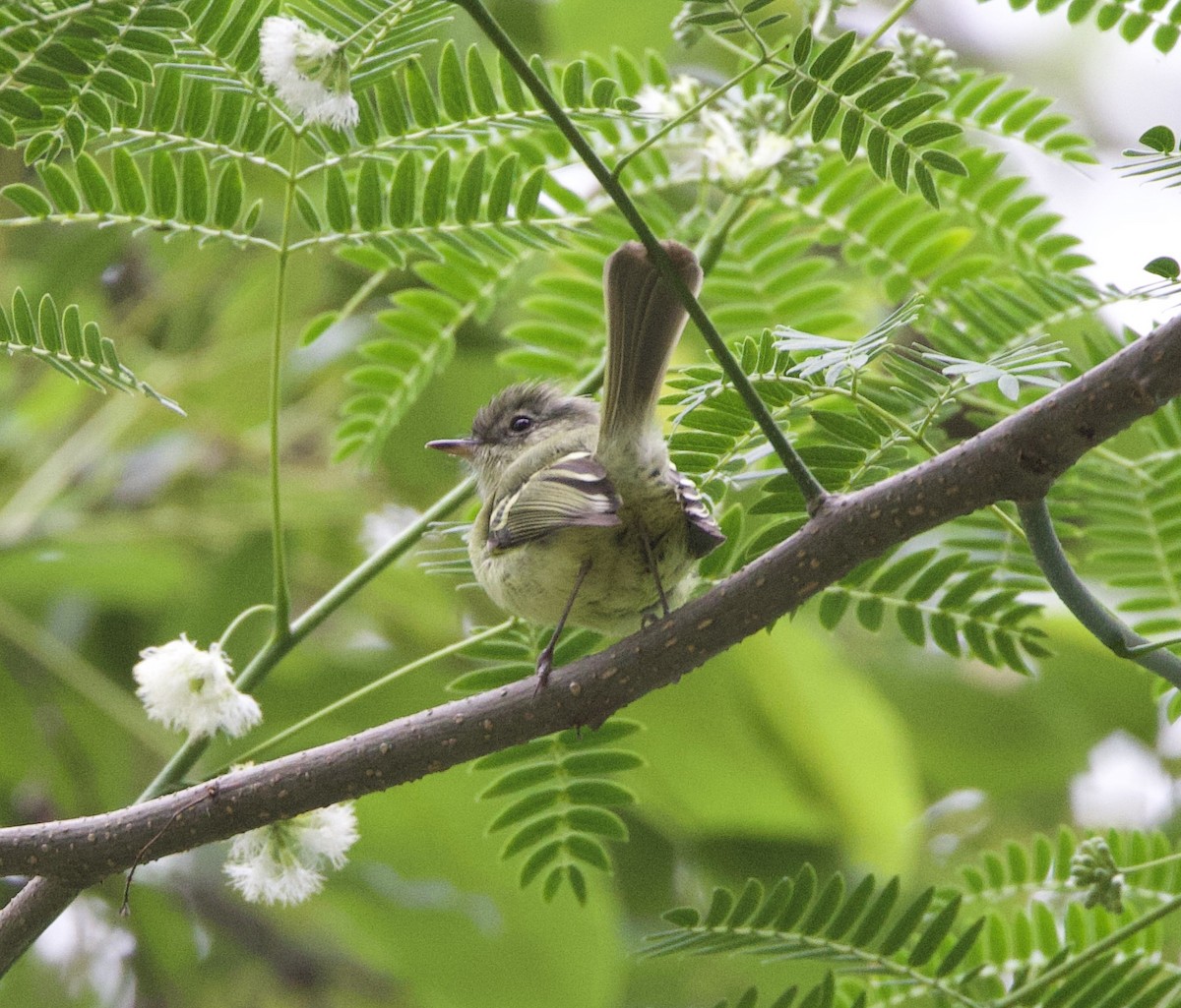 nymfebladdanser - ML646768846