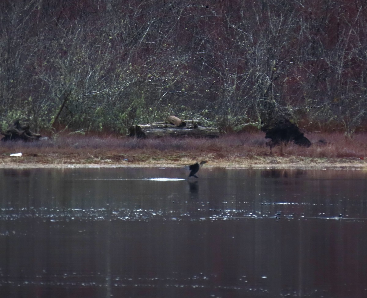 totoppskarv - ML646768847