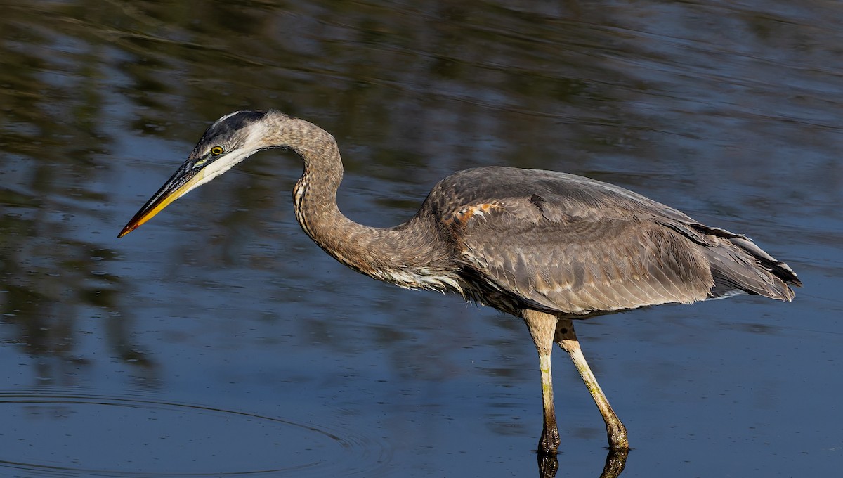 herodiashegre - ML646768848