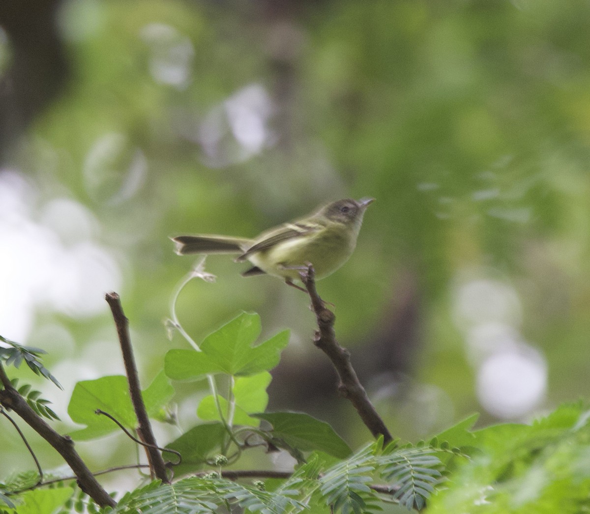 nymfebladdanser - ML646768853