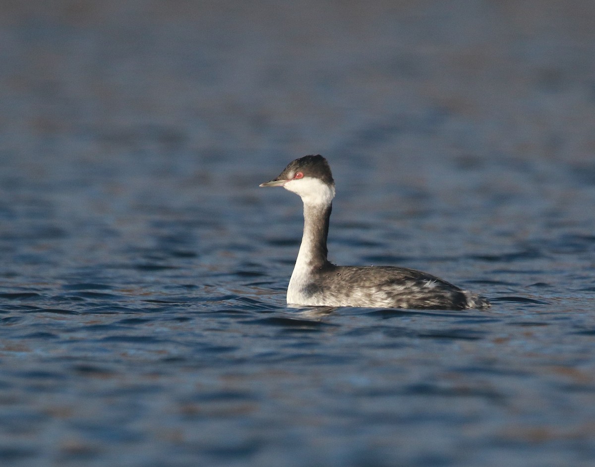 Grèbe esclavon - ML646768854