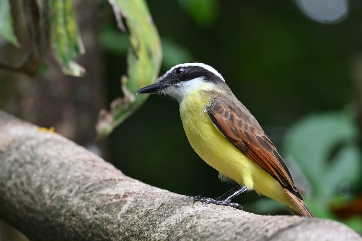 Tyran quiquivi - ML646768856