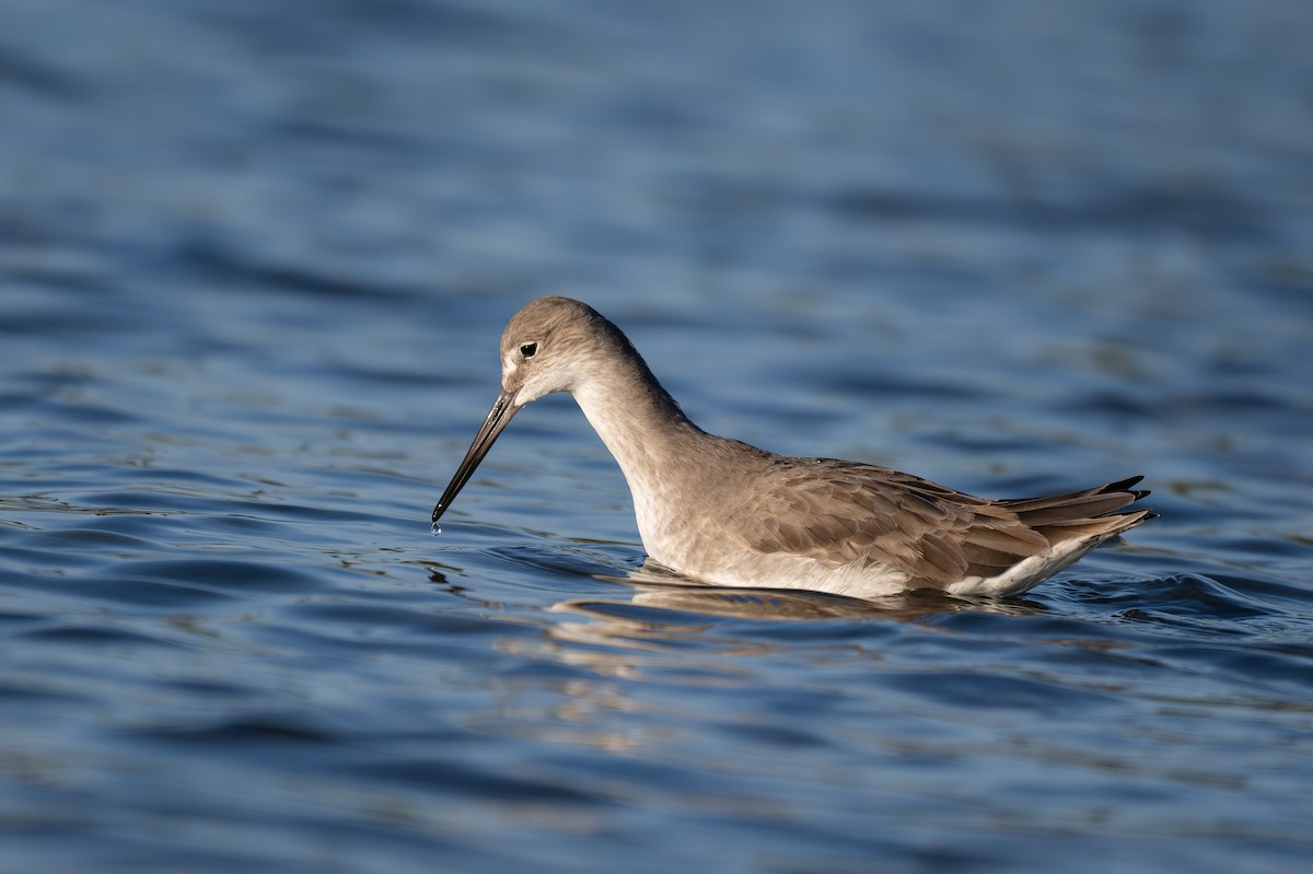 בבואן קרום-אצבעות - ML646768859