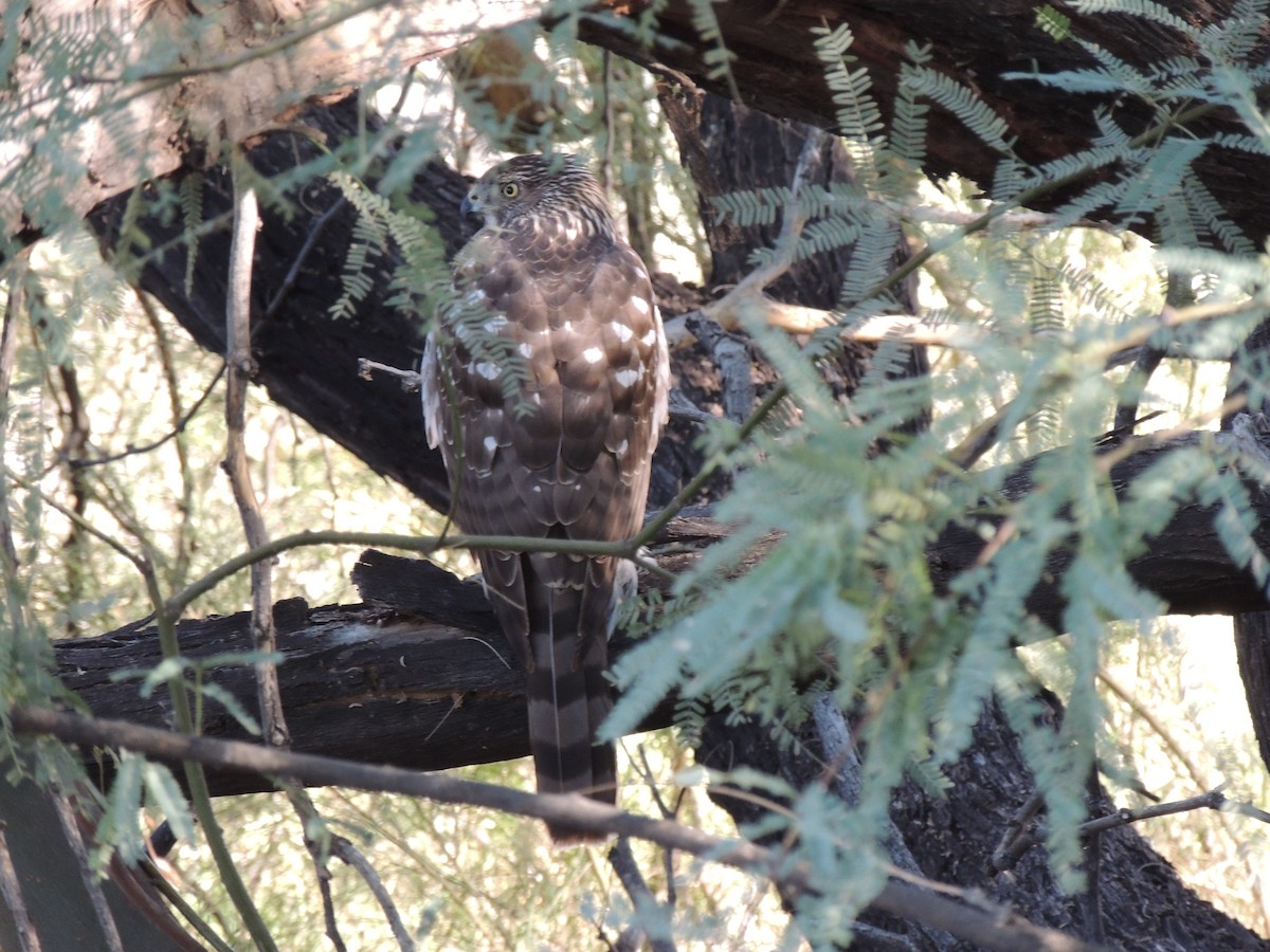 Cooper's Hawk - ML646768864