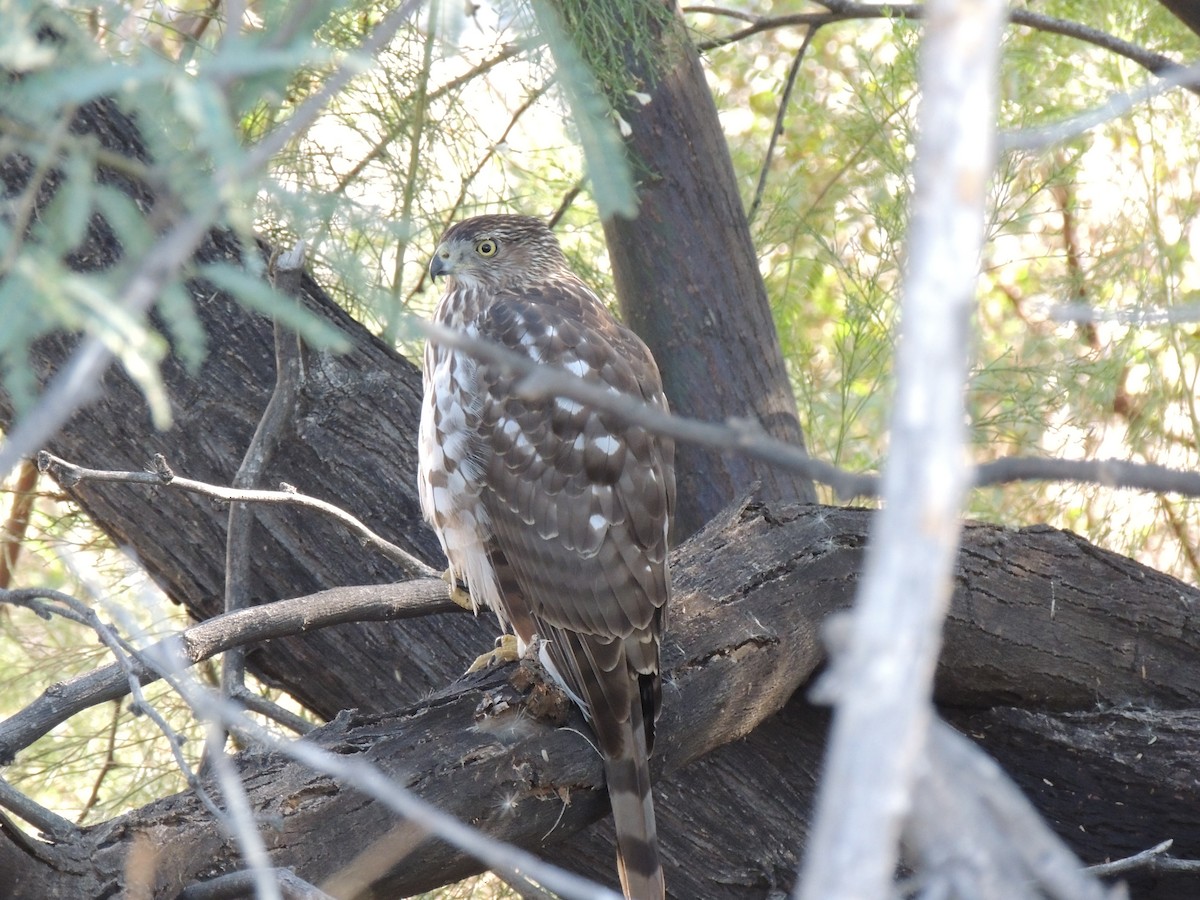 Cooper's Hawk - ML646768865