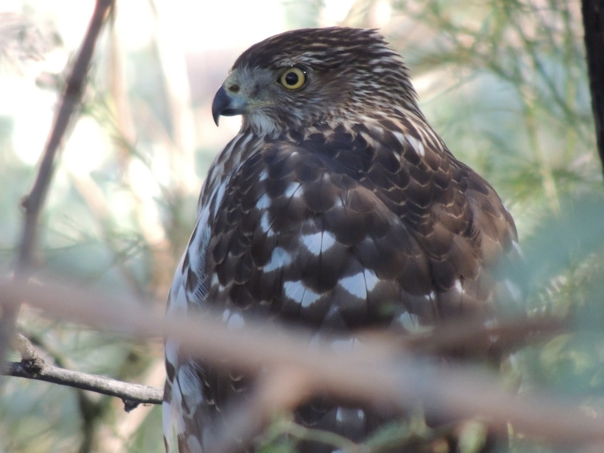 Cooper's Hawk - ML646768866