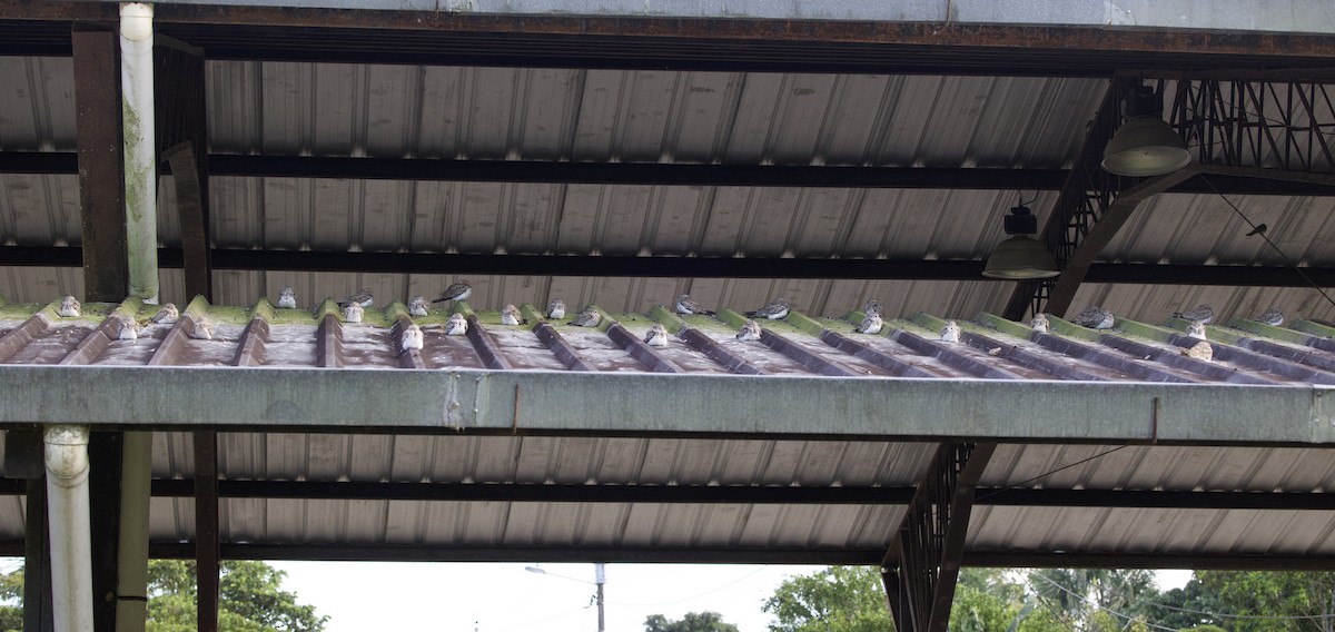 Engoulevent sable - ML646768868