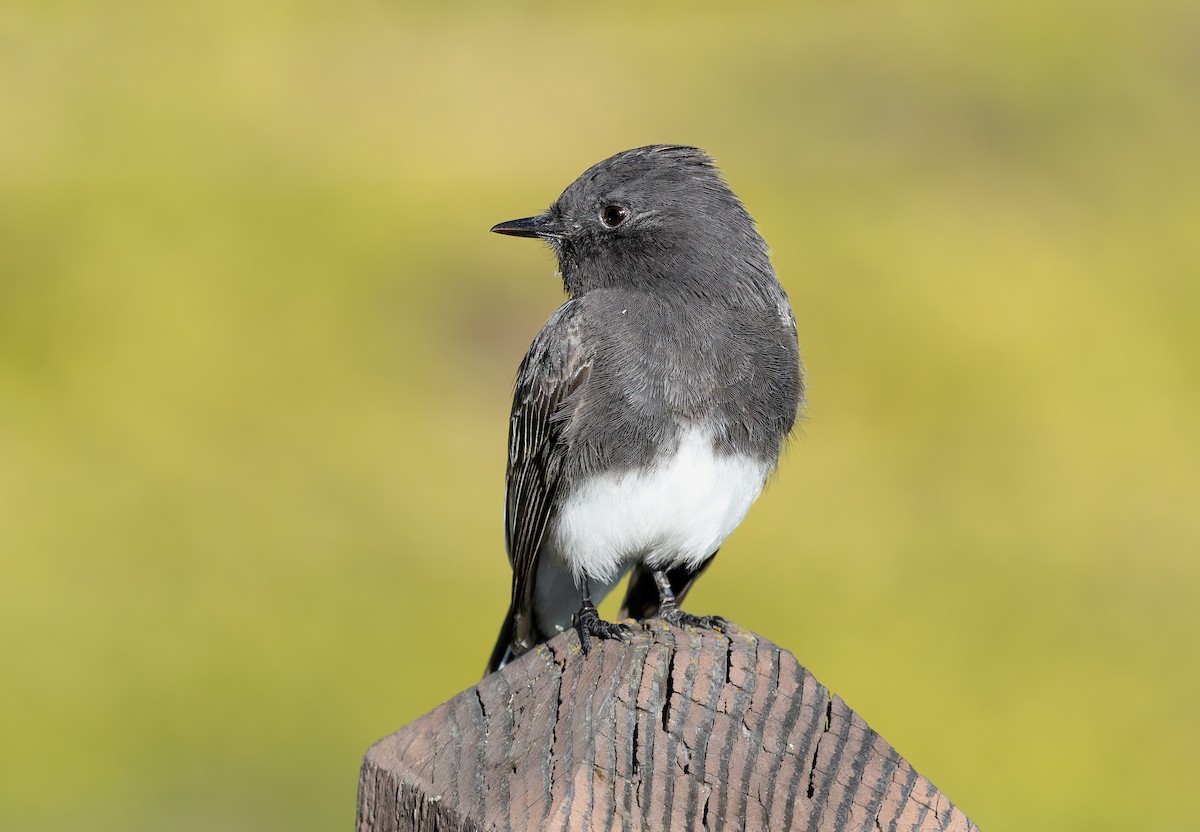 svartfibi - ML646768869