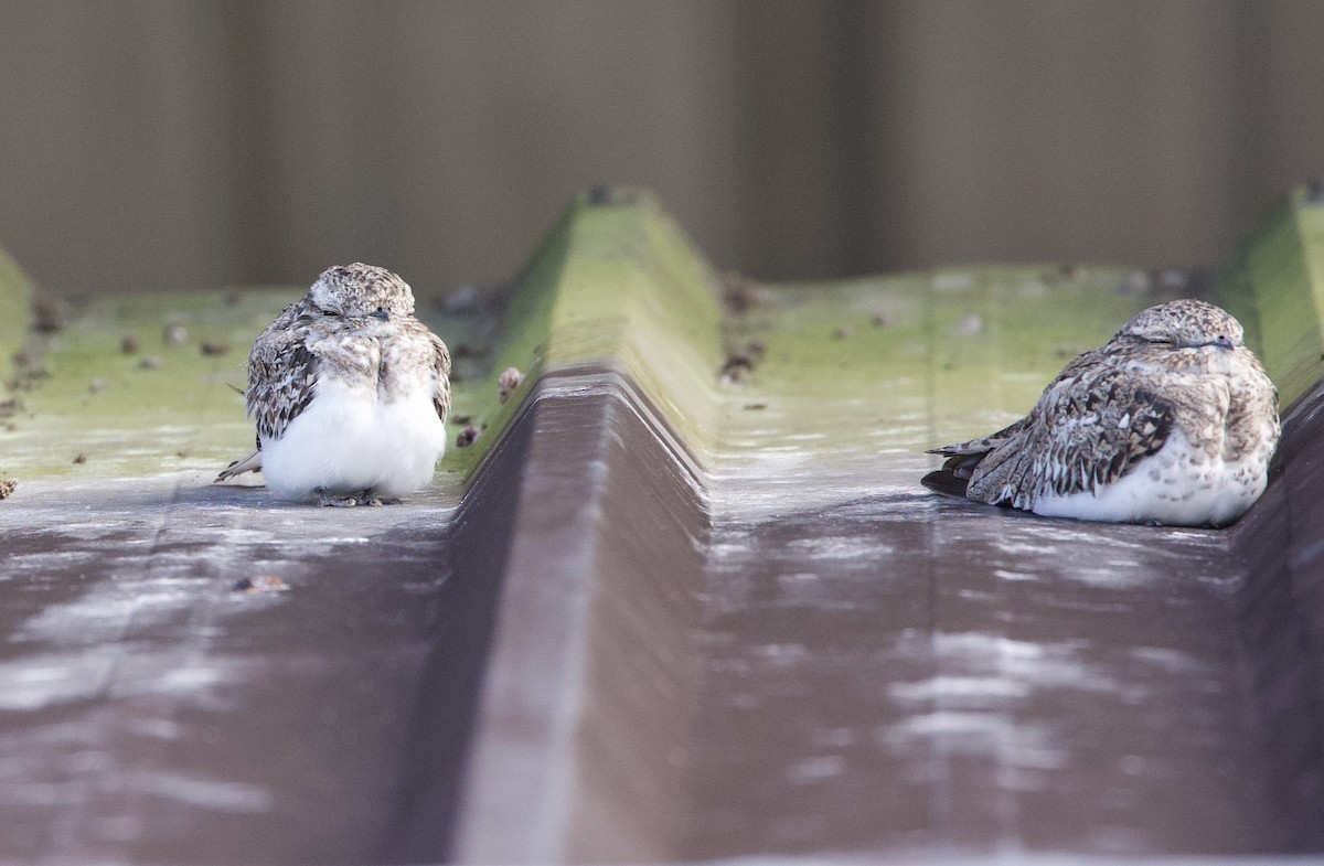 Engoulevent sable - ML646768873