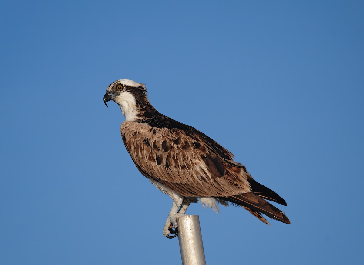 שלך (carolinensis) - ML646768874