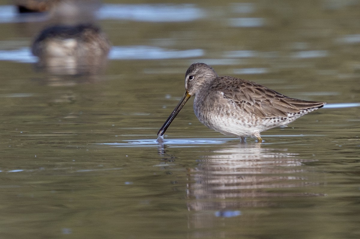 Long-billed Dowitcher - ML646768875