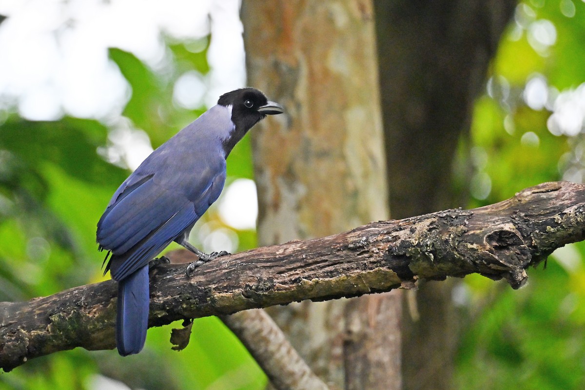 Geai violacé - ML646768876