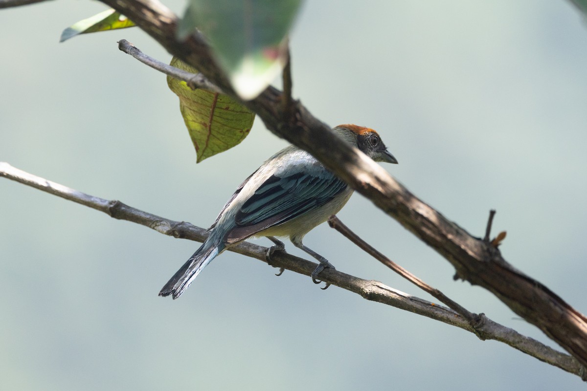 Scrub Tanager - ML646768878