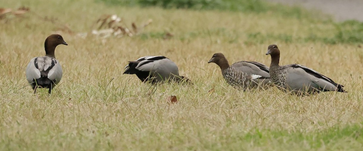 Maned Duck - ML646768879