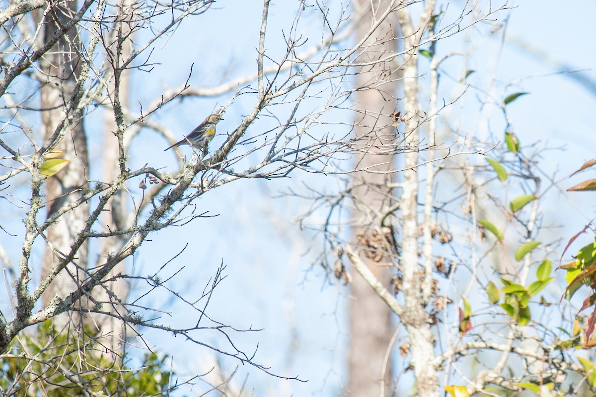 Kronenwaldsänger - ML646768882