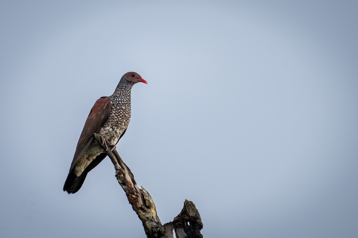 Scaled Pigeon - ML646768890