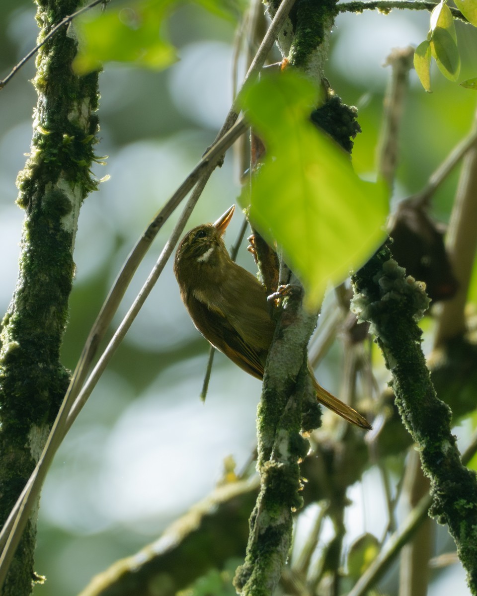 Northern Plain-Xenops - ML646768895