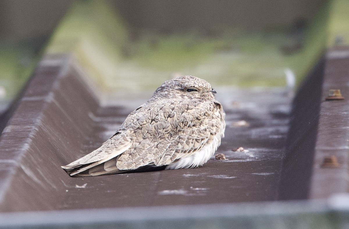 Engoulevent sable - ML646768904