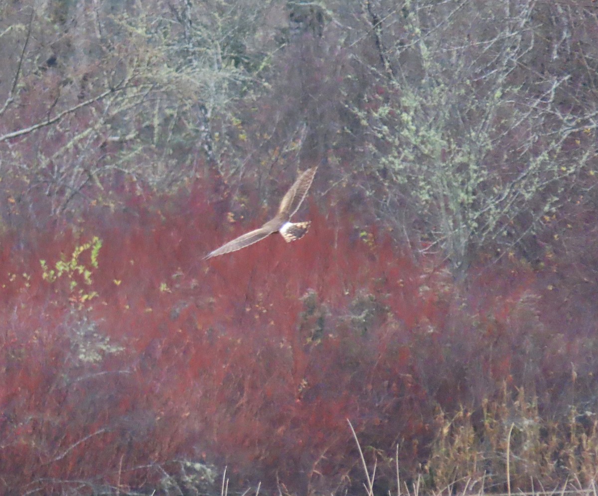 mørkmyrhauk - ML646768906