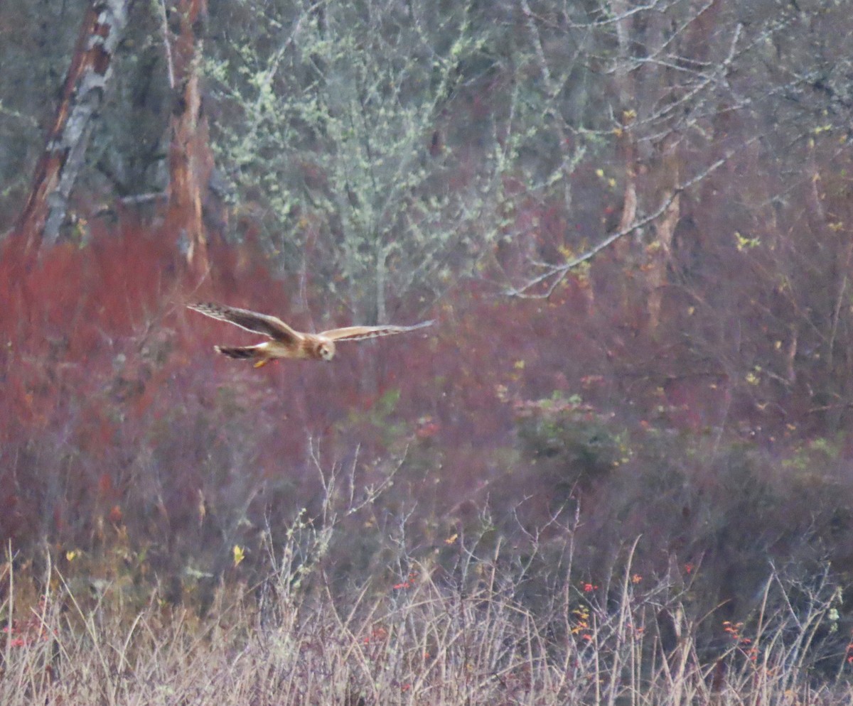 mørkmyrhauk - ML646768907