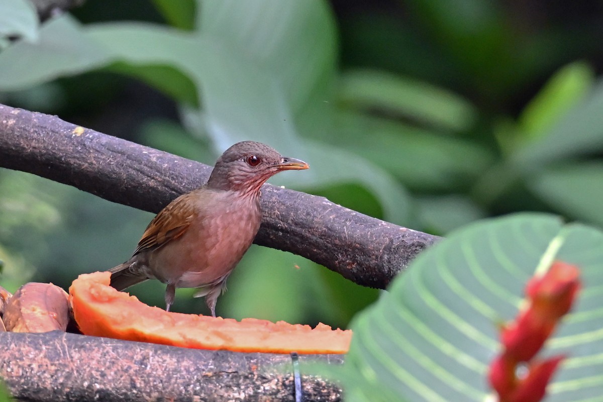 Merle leucomèle - ML646768912