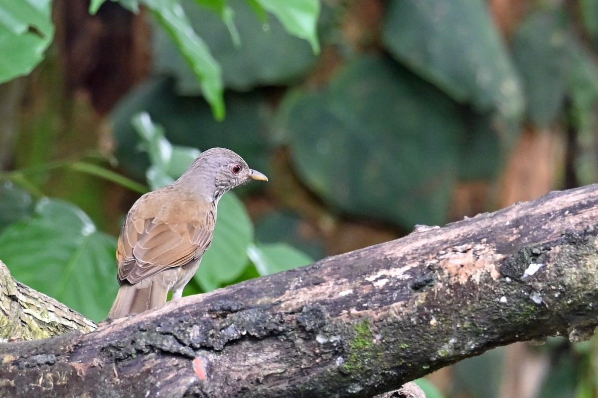 Merle leucomèle - ML646768913