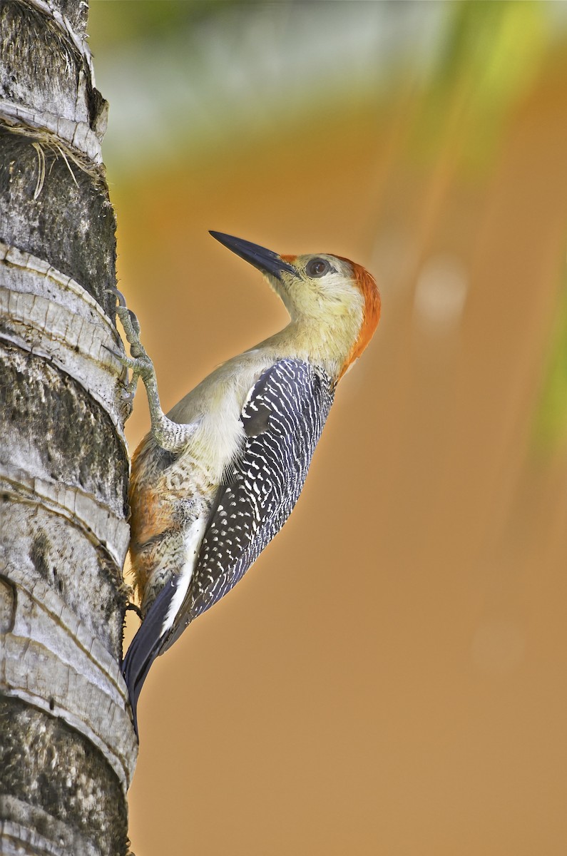 Golden-fronted Woodpecker - ML646768914