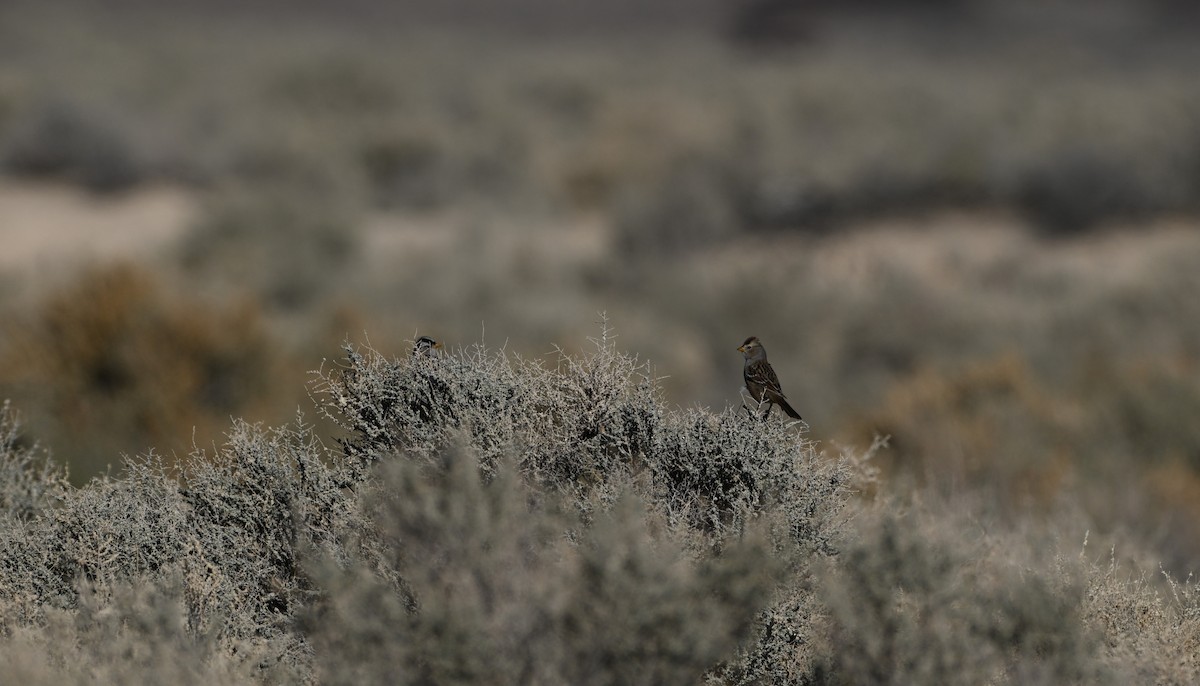 Dachsammer (gambelii) - ML646768918