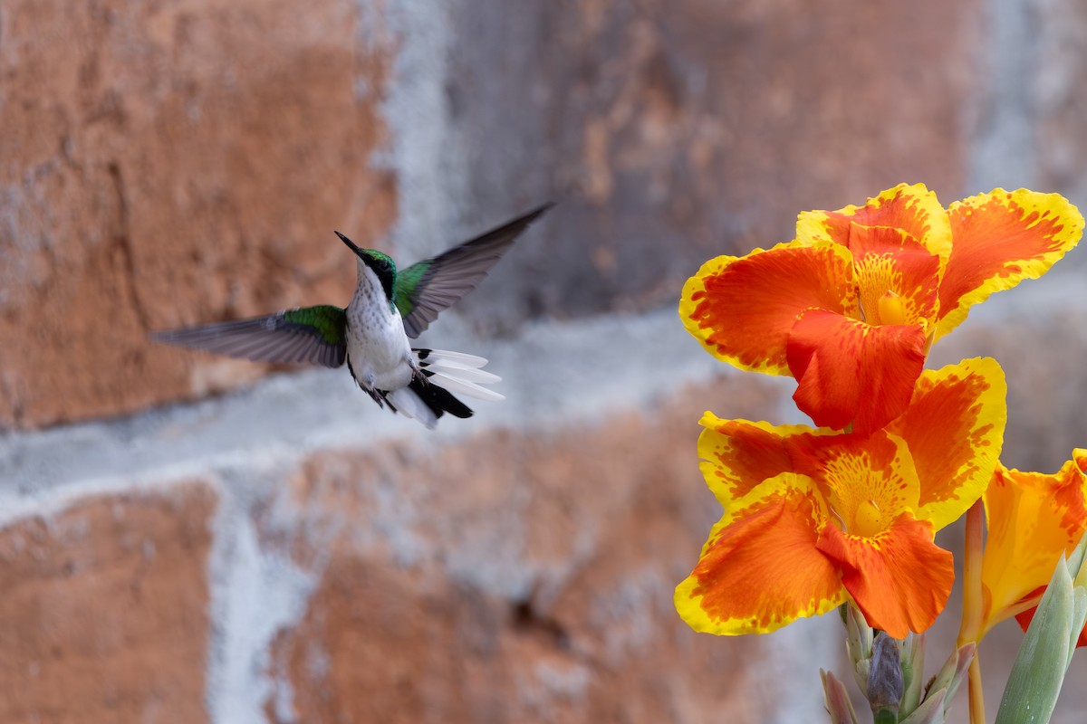 Purpurkron-Schmuckkolibri - ML646768921