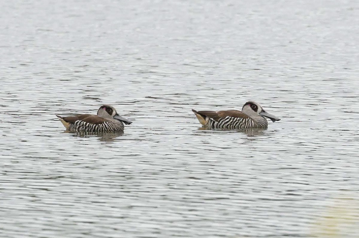 Pink-eared Duck - ML646768922